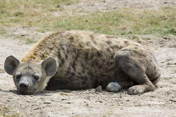 Hiena Manchada - parque nacional de Amboseli - Kenia.jpg